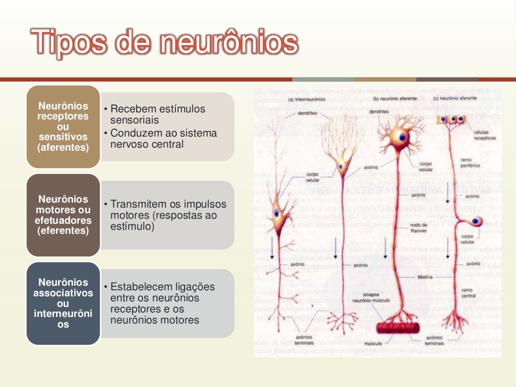 Sinapse química e elétrica 4 Sinapse química e elétrica 4