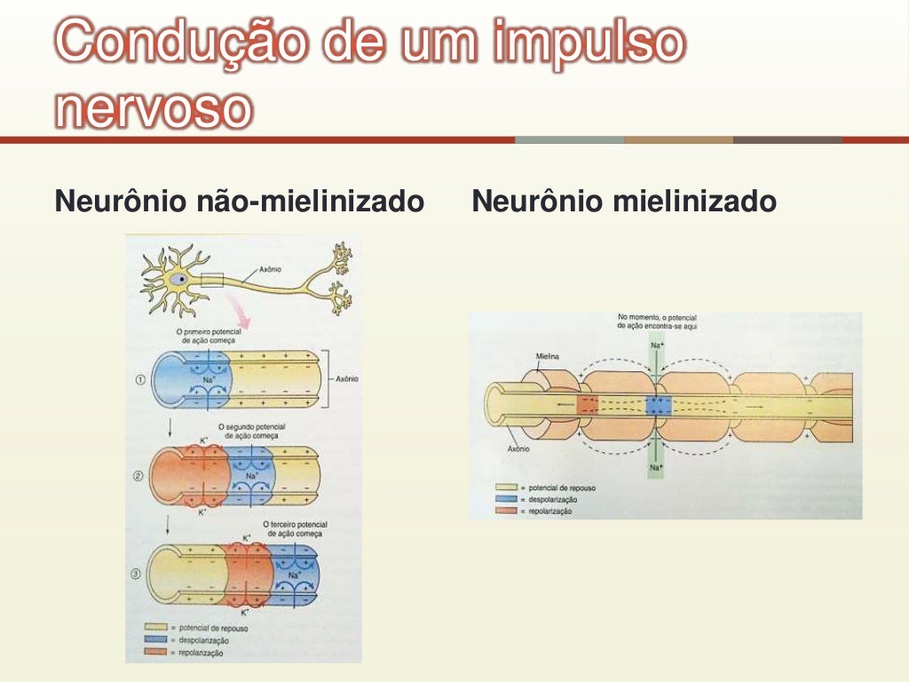 Sinapse química e elétrica 4 Sinapse química e elétrica 4
