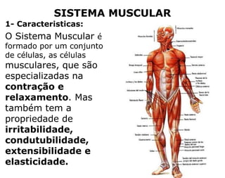 SISTEMA MUSCULAR
1- Caracteristicas:
O Sistema Muscular é
formado por um conjunto
de células, as células
musculares, que são
especializadas na
contração e
relaxamento. Mas
também tem a
propriedade de
irritabilidade,
condutubilidade,
extensibilidade e
elasticidade.
 