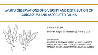 IN SITU OBSERVATIONS OF DIVERSITY AND DISTRIBUTION OF
SARGASSUM AND ASSOCIATED FAUNA
AMY N.S. SIUDA
Eckerd College, St. Petersburg, Florida, USA
Collaborators:
DEBORAH S. GOODWIN, JEFFREY M. SCHELL, ANNETTE
GOVINDARAJAN, LAURA COONEY, KERRY WHITTAKER,
MADELYN TAYLOR, LINDSAY MARTIN, GRAYSON HUSTON
 