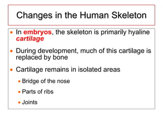 Changes in the Human Skeleton
 In embryos, the skeleton is primarily hyaline
cartilage
 During development, much of this cartilage is
replaced by bone
 Cartilage remains in isolated areas
 Bridge of the nose
 Parts of ribs
 Joints
 
