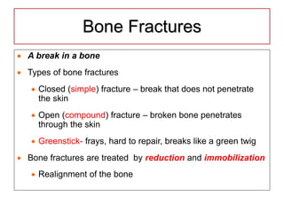 Bone Fractures
 A break in a bone
 Types of bone fractures
 Closed (simple) fracture – break that does not penetrate
the skin
 Open (compound) fracture – broken bone penetrates
through the skin
 Greenstick- frays, hard to repair, breaks like a green twig
 Bone fractures are treated by reduction and immobilization
 Realignment of the bone
 