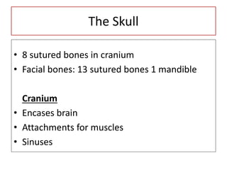 The Skull
• 8 sutured bones in cranium
• Facial bones: 13 sutured bones 1 mandible
Cranium
• Encases brain
• Attachments for muscles
• Sinuses
 