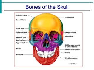 Bones of the Skull
Figure 5.11
 
