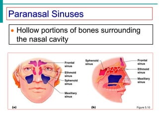 Paranasal Sinuses
 Hollow portions of bones surrounding
the nasal cavity
Figure 5.10
 