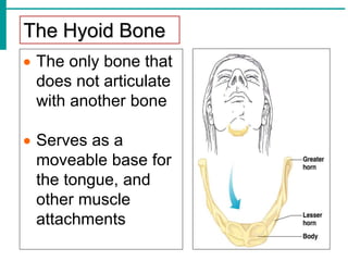The Hyoid Bone
 The only bone that
does not articulate
with another bone
 Serves as a
moveable base for
the tongue, and
other muscle
attachments
 