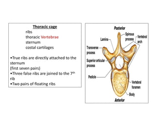 Thoracic cage
ribs
thoracic Vertebrae
sternum
costal cartilages
•True ribs are directly attached to the
sternum
(first seven pairs)
•Three false ribs are joined to the 7th
rib
•Two pairs of floating ribs
 