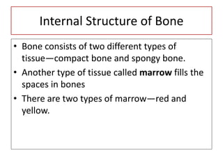 Internal Structure of Bone
• Bone consists of two different types of
tissue—compact bone and spongy bone.
• Another type of tissue called marrow fills the
spaces in bones
• There are two types of marrow—red and
yellow.
 