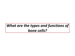 What are the types and functions of
bone cells?
 