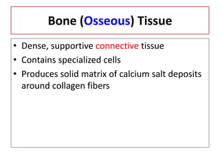 Bone (Osseous) Tissue
• Dense, supportive connective tissue
• Contains specialized cells
• Produces solid matrix of calcium salt deposits
around collagen fibers
 