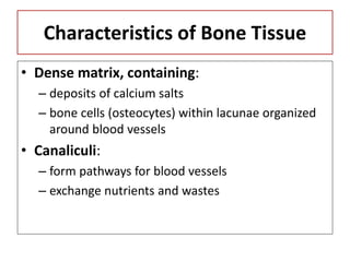 Characteristics of Bone Tissue
• Dense matrix, containing:
– deposits of calcium salts
– bone cells (osteocytes) within lacunae organized
around blood vessels
• Canaliculi:
– form pathways for blood vessels
– exchange nutrients and wastes
 