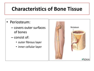 Characteristics of Bone Tissue
• Periosteum:
– covers outer surfaces
of bones
– consist of:
• outer fibrous layer
• inner cellular layer
 
