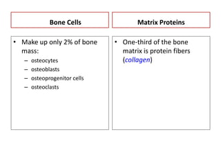 Bone Cells
• Make up only 2% of bone
mass:
– osteocytes
– osteoblasts
– osteoprogenitor cells
– osteoclasts
Matrix Proteins
• One-third of the bone
matrix is protein fibers
(collagen)
 