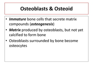 Osteoblasts & Osteoid
• Immature bone cells that secrete matrix
compounds (osteogenesis)
• Matrix produced by osteoblasts, but not yet
calcified to form bone
• Osteoblasts surrounded by bone become
osteocytes
 
