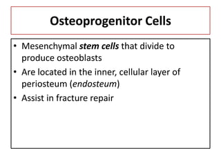 Osteoprogenitor Cells
• Mesenchymal stem cells that divide to
produce osteoblasts
• Are located in the inner, cellular layer of
periosteum (endosteum)
• Assist in fracture repair
 