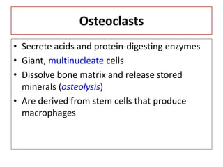 Osteoclasts
• Secrete acids and protein-digesting enzymes
• Giant, multinucleate cells
• Dissolve bone matrix and release stored
minerals (osteolysis)
• Are derived from stem cells that produce
macrophages
 