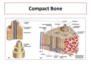 Compact Bone
 