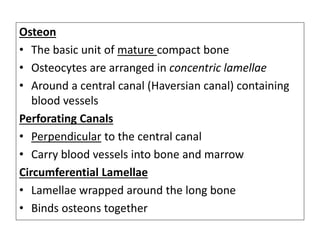 Osteon
• The basic unit of mature compact bone
• Osteocytes are arranged in concentric lamellae
• Around a central canal (Haversian canal) containing
blood vessels
Perforating Canals
• Perpendicular to the central canal
• Carry blood vessels into bone and marrow
Circumferential Lamellae
• Lamellae wrapped around the long bone
• Binds osteons together
 