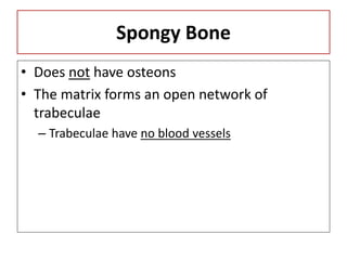 Spongy Bone
• Does not have osteons
• The matrix forms an open network of
trabeculae
– Trabeculae have no blood vessels
 