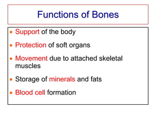 Functions of Bones
 Support of the body
 Protection of soft organs
 Movement due to attached skeletal
muscles
 Storage of minerals and fats
 Blood cell formation
 