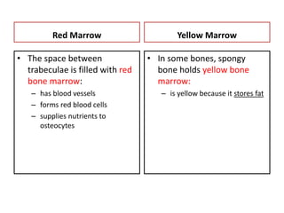 Red Marrow
• The space between
trabeculae is filled with red
bone marrow:
– has blood vessels
– forms red blood cells
– supplies nutrients to
osteocytes
Yellow Marrow
• In some bones, spongy
bone holds yellow bone
marrow:
– is yellow because it stores fat
 