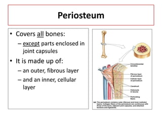 Periosteum
• Covers all bones:
– except parts enclosed in
joint capsules
• It is made up of:
– an outer, fibrous layer
– and an inner, cellular
layer
 