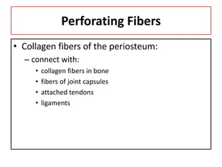 Perforating Fibers
• Collagen fibers of the periosteum:
– connect with:
• collagen fibers in bone
• fibers of joint capsules
• attached tendons
• ligaments
 