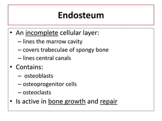 Endosteum
• An incomplete cellular layer:
– lines the marrow cavity
– covers trabeculae of spongy bone
– lines central canals
• Contains:
– osteoblasts
– osteoprogenitor cells
– osteoclasts
• Is active in bone growth and repair
 