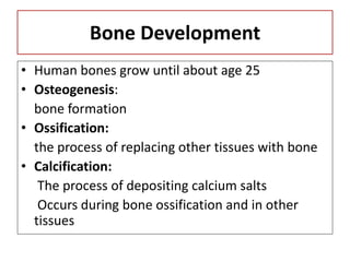Bone Development
• Human bones grow until about age 25
• Osteogenesis:
bone formation
• Ossification:
the process of replacing other tissues with bone
• Calcification:
The process of depositing calcium salts
Occurs during bone ossification and in other
tissues
 