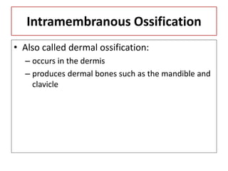Intramembranous Ossification
• Also called dermal ossification:
– occurs in the dermis
– produces dermal bones such as the mandible and
clavicle
 