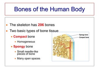 Bones of the Human Body
 The skeleton has 206 bones
 Two basic types of bone tissue
 Compact bone
 Homogeneous
 Spongy bone
 Small needle-like
pieces of bone
 Many open spaces
 