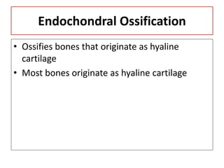 Endochondral Ossification
• Ossifies bones that originate as hyaline
cartilage
• Most bones originate as hyaline cartilage
 