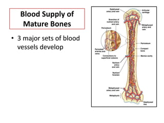 Blood Supply of
Mature Bones
• 3 major sets of blood
vessels develop
 