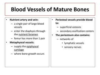 Blood Vessels of Mature Bones
• Nutrient artery and vein:
– a single pair of large blood
vessels
– enter the diaphysis through
the nutrient foramen
– femur has more than 1 pair
• Metaphyseal vessels:
– supply the epiphyseal
cartilage
– where bone growth occurs
• Periosteal vessels provide blood
to:
– superficial osteons
– secondary ossification centers
• The periosteum also contains:
– networks of
• lymphatic vessels
• sensory nerves
 