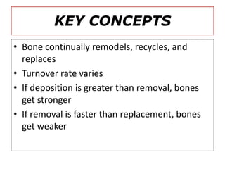 KEY CONCEPTS
• Bone continually remodels, recycles, and
replaces
• Turnover rate varies
• If deposition is greater than removal, bones
get stronger
• If removal is faster than replacement, bones
get weaker
 