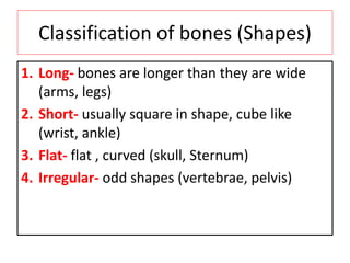 Classification of bones (Shapes)
1. Long- bones are longer than they are wide
(arms, legs)
2. Short- usually square in shape, cube like
(wrist, ankle)
3. Flat- flat , curved (skull, Sternum)
4. Irregular- odd shapes (vertebrae, pelvis)
 
