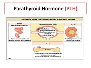 Parathyroid Hormone (PTH)
 