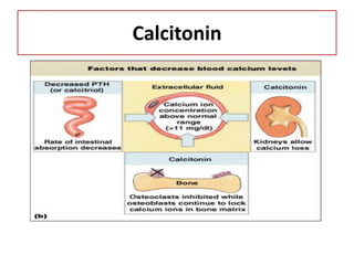 Calcitonin
 