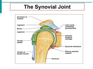 The Synovial Joint
 