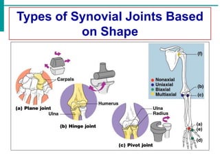 Types of Synovial Joints Based
on Shape
 