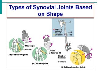 Types of Synovial Joints Based
on Shape
 