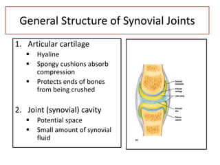 General Structure of Synovial Joints
1. Articular cartilage
 Hyaline
 Spongy cushions absorb
compression
 Protects ends of bones
from being crushed
2. Joint (synovial) cavity
 Potential space
 Small amount of synovial
fluid
 