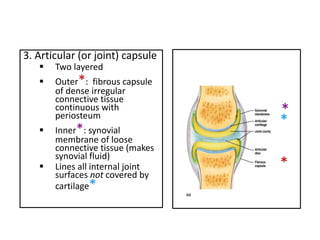 3. Articular (or joint) capsule
 Two layered
 Outer*: fibrous capsule
of dense irregular
connective tissue
continuous with
periosteum
 Inner*: synovial
membrane of loose
connective tissue (makes
synovial fluid)
 Lines all internal joint
surfaces not covered by
cartilage*
*
*
*
 