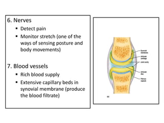 6. Nerves
 Detect pain
 Monitor stretch (one of the
ways of sensing posture and
body movements)
7. Blood vessels
 Rich blood supply
 Extensive capillary beds in
synovial membrane (produce
the blood filtrate)
 