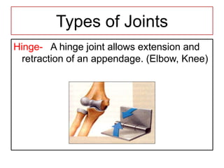 Types of Joints
Hinge- A hinge joint allows extension and
retraction of an appendage. (Elbow, Knee)
 