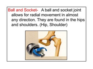 Ball and Socket- A ball and socket joint
allows for radial movement in almost
any direction. They are found in the hips
and shoulders. (Hip, Shoulder)
 