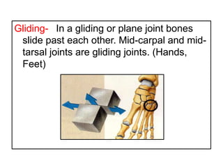 Gliding- In a gliding or plane joint bones
slide past each other. Mid-carpal and mid-
tarsal joints are gliding joints. (Hands,
Feet)
 