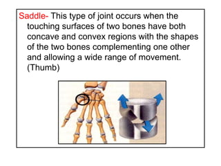 Saddle- This type of joint occurs when the
touching surfaces of two bones have both
concave and convex regions with the shapes
of the two bones complementing one other
and allowing a wide range of movement.
(Thumb)
 