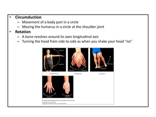 • Circumduction
– Movement of a body part in a circle
– Moving the humerus in a circle at the shoulder joint
• Rotation
– A bone revolves around its own longitudinal axis
– Turning the head from side to side as when you shake your head “no”
 