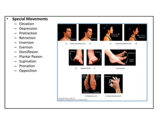 • Special Movements
– Elevation
– Depression
– Protraction
– Retraction
– Inversion
– Eversion
– Dorsiflexion
– Plantar flexion
– Supination
– Pronation
– Opposition
 
